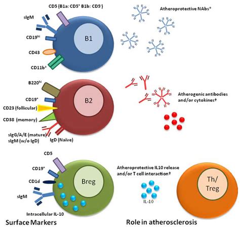 Surface Markers Used To Distinguish Murine B Cell Subsets And The