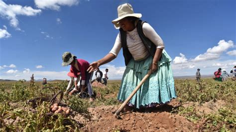 Experiencias Del Altiplano Demuestran Que La Agricultura Familiar Es