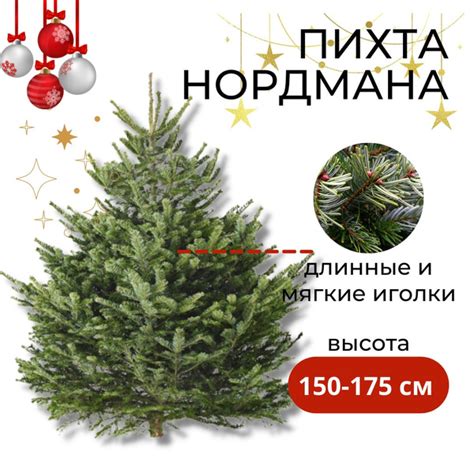 Пихта НОРДМАНА живая срезанная елка на Новый Год - купить с доставкой ...