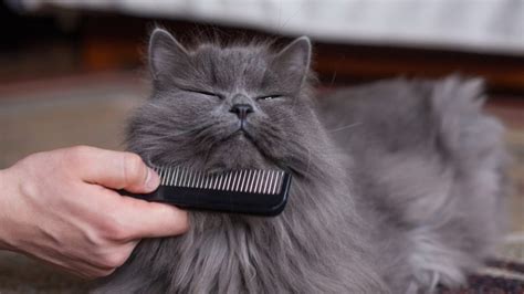 Why Do Cats Gag At Combs The Surprising Truth Behind It