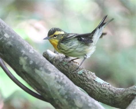 Blackburnian Warbler Setophaga Fusca Lafitte S Cove Robert Becker