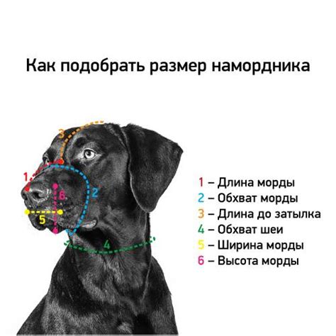Тяни! Не хочу... Или что такое недоуздок для собак (халти) - Интернет ...