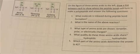 Solved On the figure of three amino acids to the left, draw | Chegg.com 