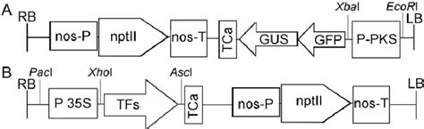 Schematic Representation Of Expression Cassettes Within The T DNA