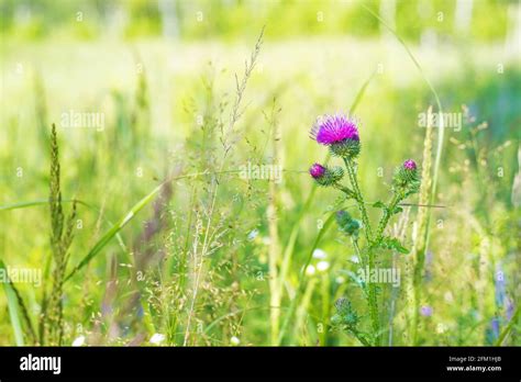 Burdock flower on green background Stock Photo - Alamy