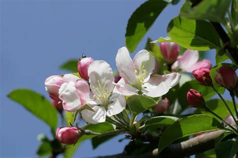 Fleurs De Pommier Fleur D Oranger Photo Gratuite Sur Pixabay Pixabay