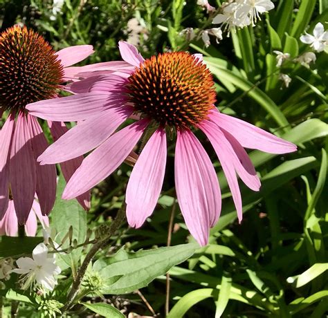 Coneflowers Perennials