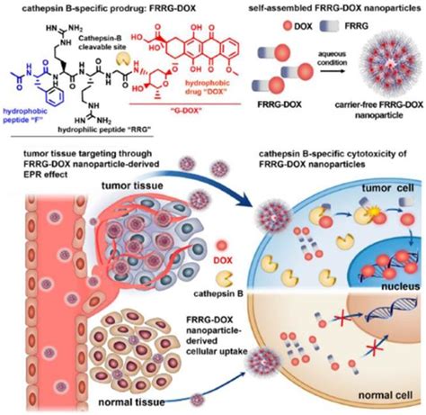 Alliance With Epr Effect Combined Strategies To Improve The Epr Effect