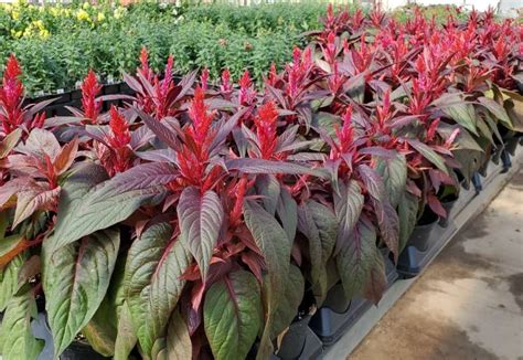 Dragon’s Breath Celosia – Parks Brothers Farm, Inc