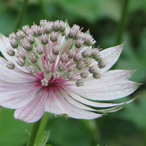 Astrantia Major Rosea Grande Astrance Aux D Licates Fleurs Roses En