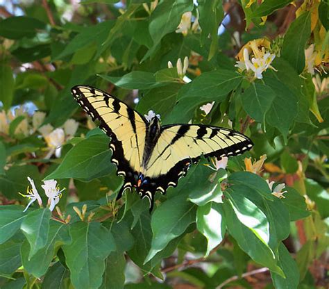 Yellow And Black Butterfly Papilio Glaucus Bugguidenet