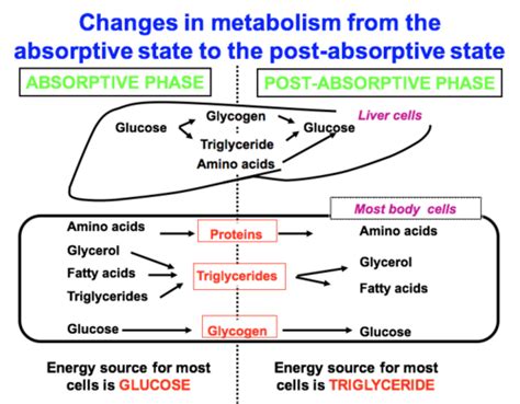 Lecture Metabolism In The Fed Starved State Flashcards Quizlet