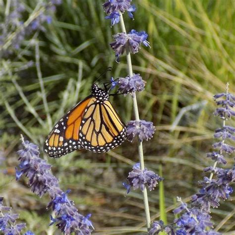 Butterfly Conservation — Utah Pollinator Pursuit