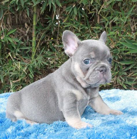 Lilac Vs Blue French Bulldog of the decade The ultimate guide | bulldogs