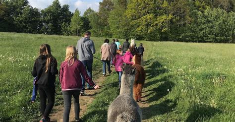 Sohland An Der Spree Spaziergang Mit Einem Alpaka GetYourGuide