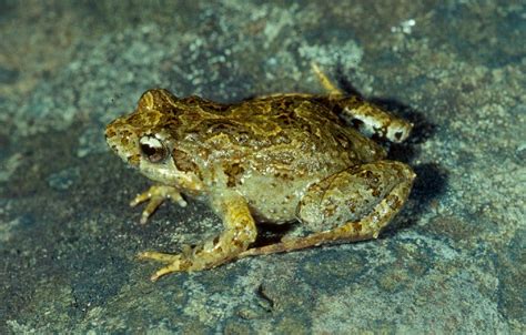 Common Eastern Froglet - ClimateWatch Australia- Citizen Science App