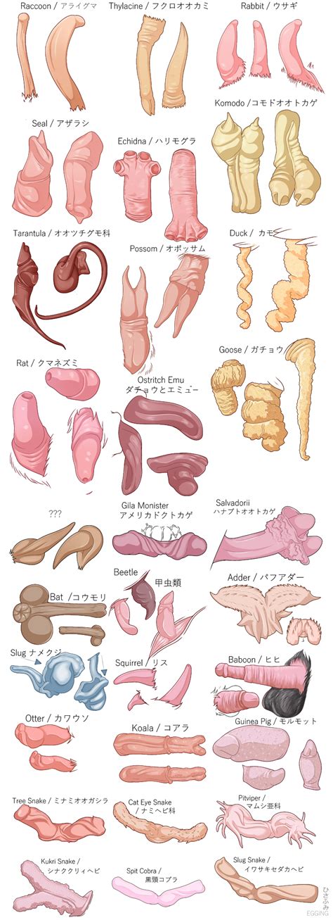 Rule 34 2018 Adder Anatomy Anatomy Reference Animal Genitalia Animal