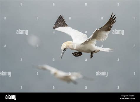 Bird Using Wind Hi Res Stock Photography And Images Alamy