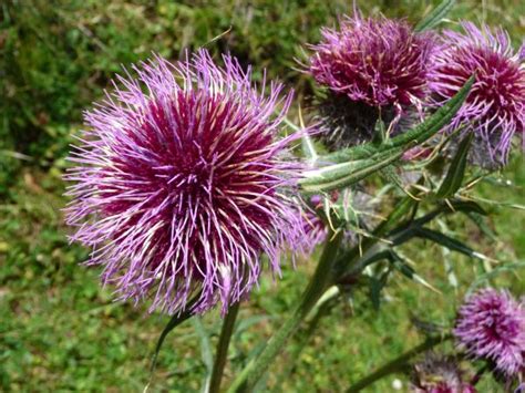 Free Images Nature Blossom Flower Bloom Botany Blue Flora