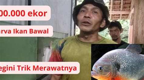 Teknik Merawat Larva Ikan Bawal Ekor Begini Caranya Agar