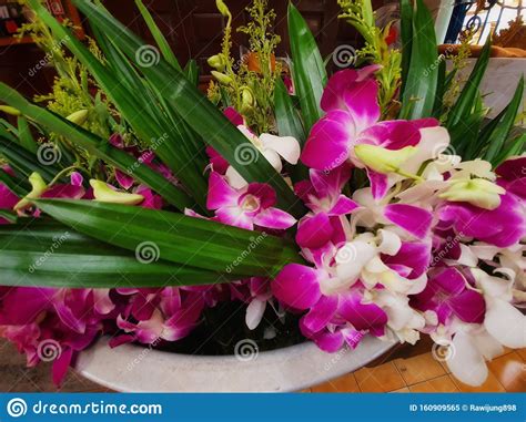 Close Up Pink Phalaenopsis Or Moth Dendrobium Orchid Flower In Basin At