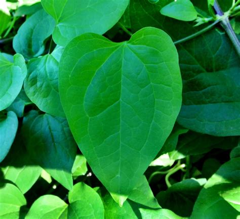 Heart Shaped Leaf Plant Identification