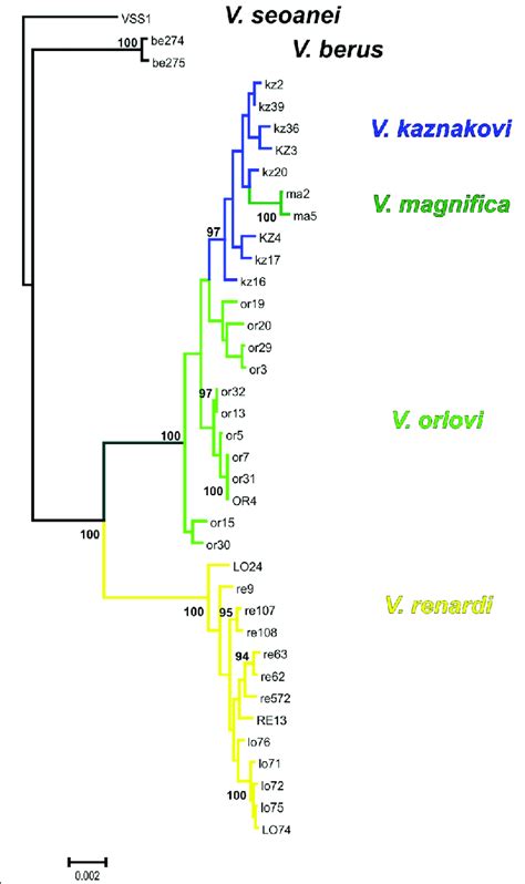 Maximum Likelihood Tree Raxml V Bootstrap Replicates