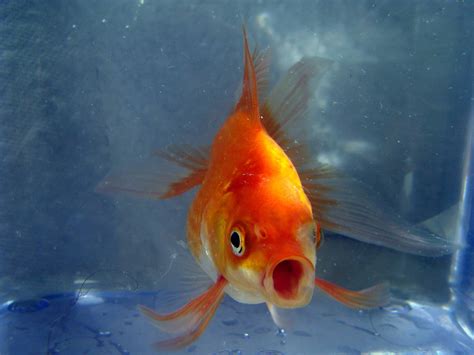 is it normal goldfish limping without vet 6