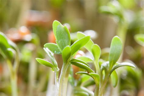 Garden Cress Nutrition Facts And Health Benefits Nutrition And