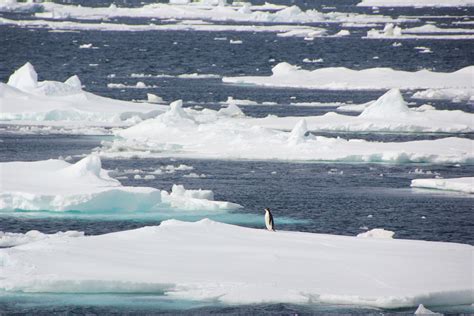 First Penguin Sighting Avalook Our Favourite Photos