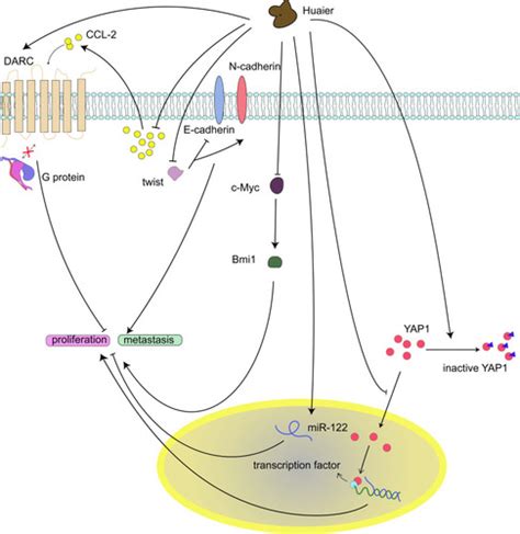 Full Article Research Progress On The Anti Cancer Molecular Mechanisms