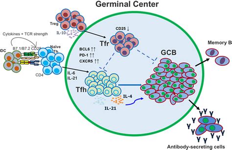 Frontiers Unexpected Help Follicular Regulatory T Cells In The