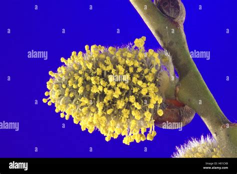 Pussy Willow Goat Willow Great Sallow Salix Caprea Catkin In Front Of Blue Background Stock