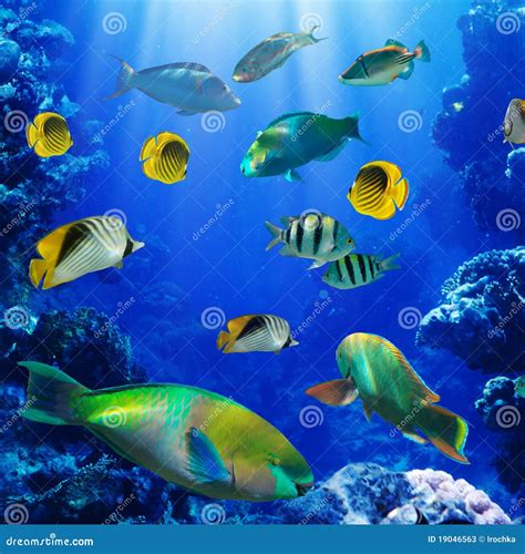 Tropical Fish In Coral Reef Stock Image Image Of Fish Ocean 19046563