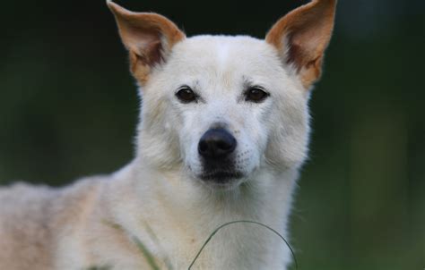 Canaan Dog Dog Breeds Facts Advice And Pictures Mypetzilla Uk