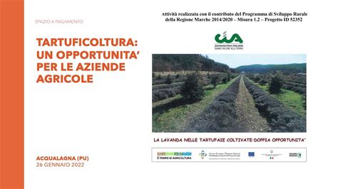 Tartuficoltura un opportunità per le aziende agricole La lavanda