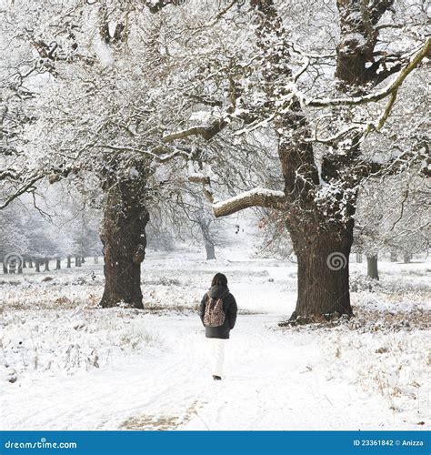 Winter Landscape Of Richmond Park Stock Photography - Image: 23361842