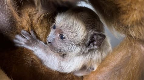 Birmingham Zoo welcomes new baby monkey