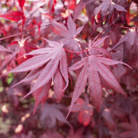 Rable Du Japon Bloodgood Acer Palmatum Feuillage Rouge D Coup