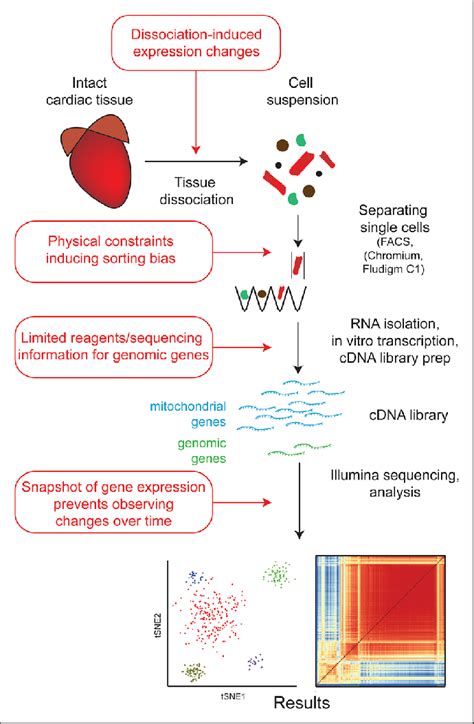 Figure Schematic Overview Of The Single Cell Sequencing Technique On Download Scientific