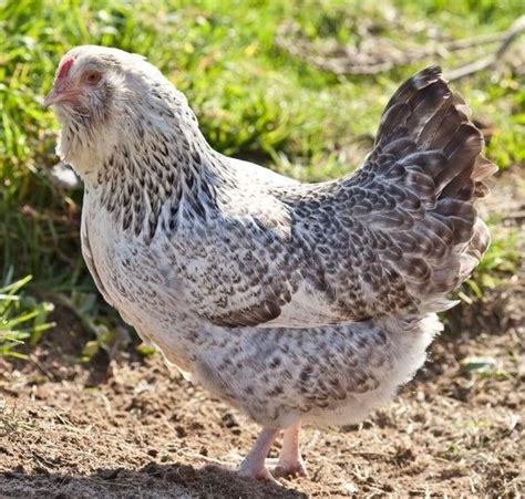 Easter Egger Chickens Baby Chicks For Sale Cackle Hatchery Egg