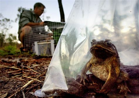 Invasive Species Cost The World 423 Billion Every Year And Are Causing