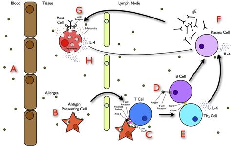 Mast Cell Activation Syndrome (MCAS) Symptoms Survey – Mast Cell 360