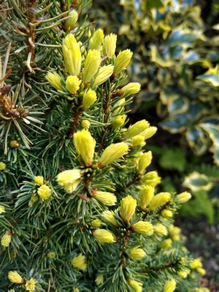 Picea Glauca Sun On The Sky Pbr Van Vliet New Plants