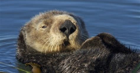 Welcome To My World Gay Slang Bear Otter Wolf Bear Jock Twinks