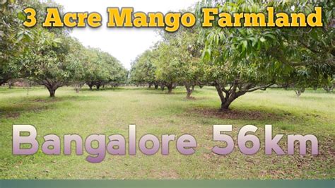 Mango Farmland For Sale Acre Bangalore Km In Ramanagara Call