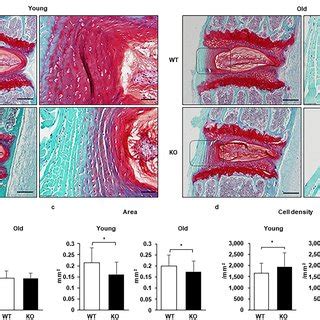 Caspase Knockout Ko Mice Present A Smaller Nucleus Pulposus Np