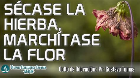 Sermón Pr Gustavo Tomas Sécase la Hierba Marchítase la Flor