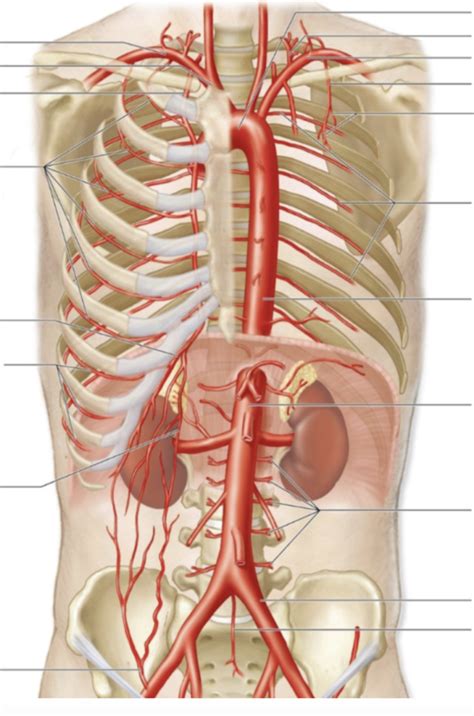 Lab 4 Thoracic Abdominal Arteries Diagram Quizlet