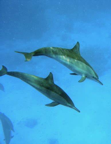 Oceanic Dolphins (Family Delphinidae) · iNaturalist.org